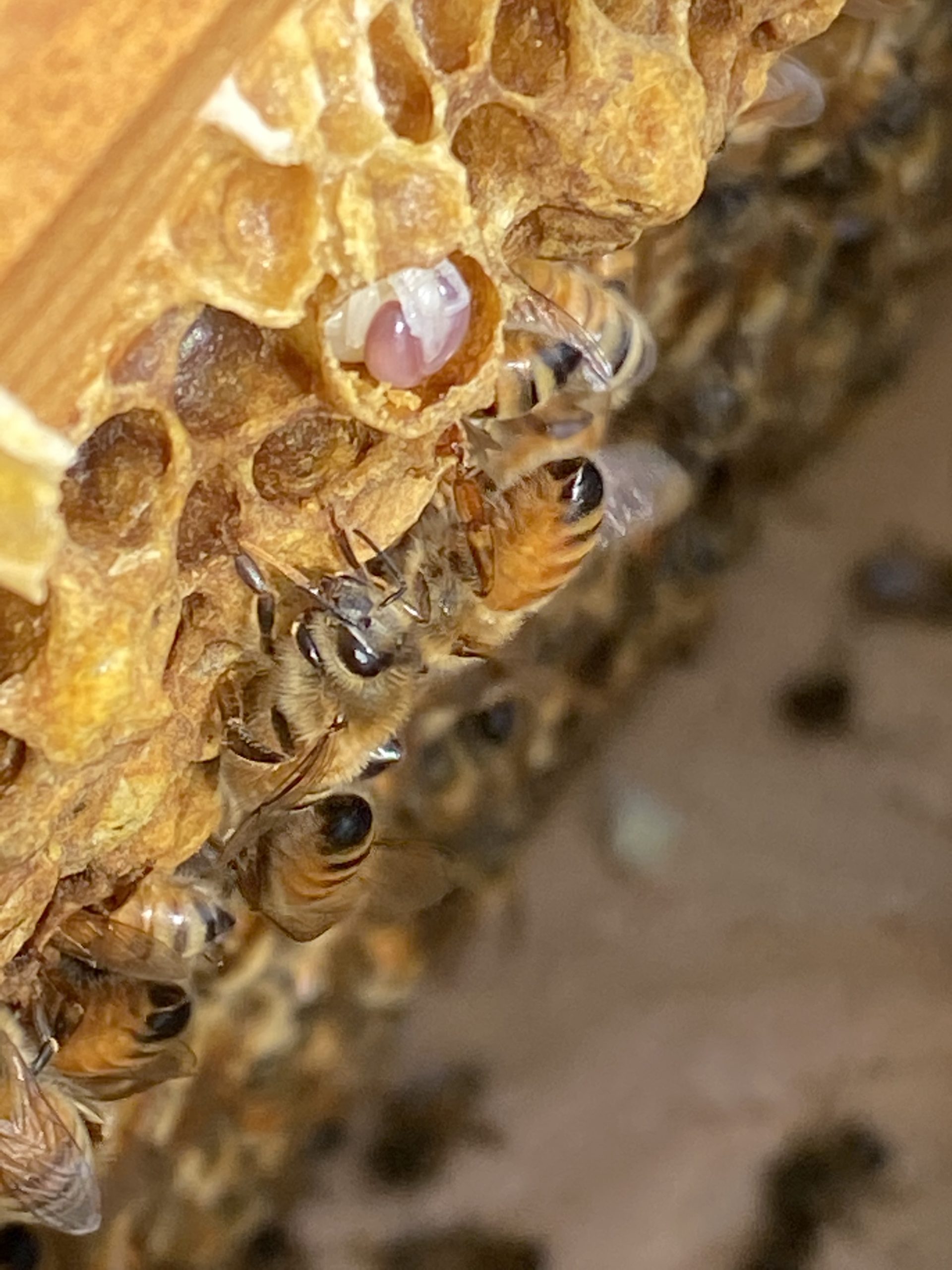 西洋ミツバチの飼育