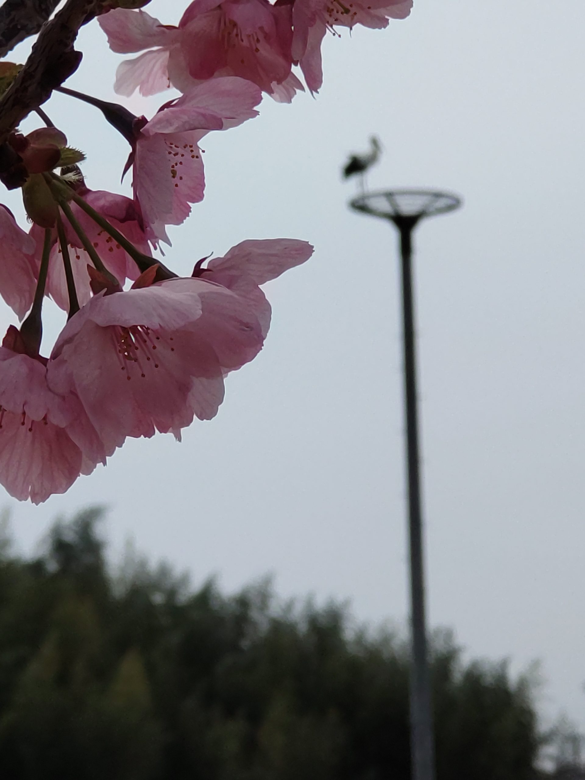 本社のグランドに桜が咲きました・・・！！？