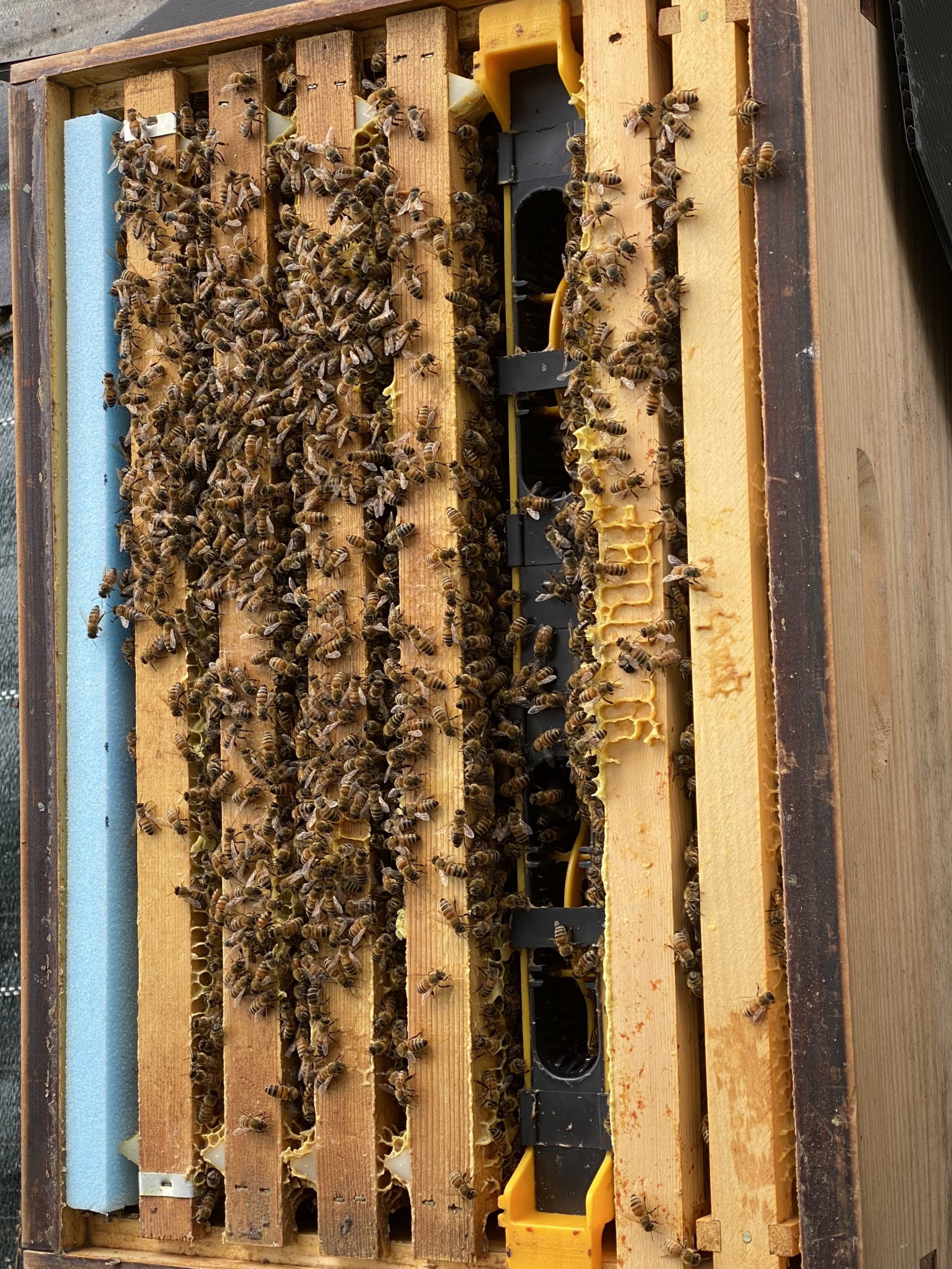ミツバチの越冬準備