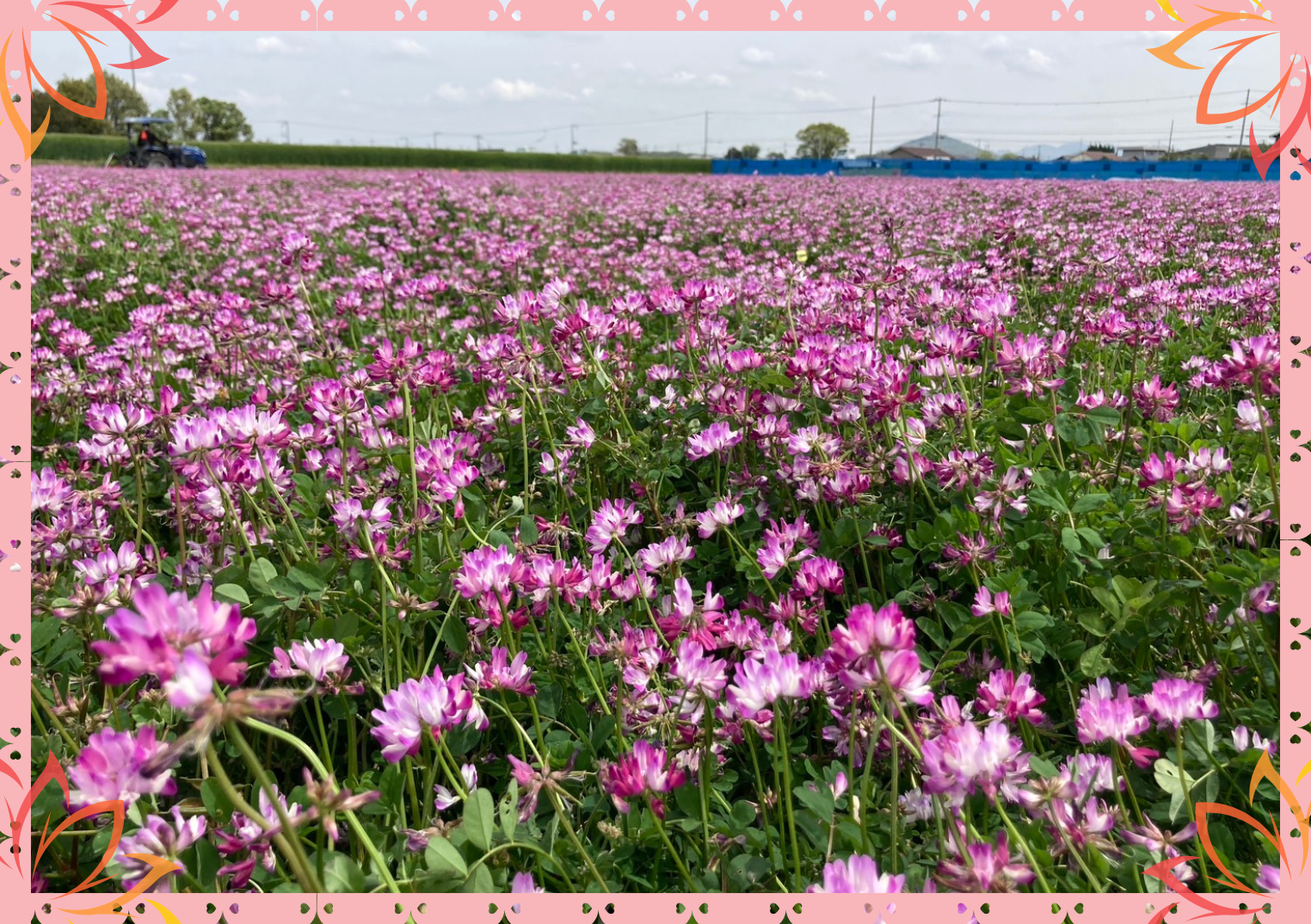 サヨナラ❢綺麗な花とともに土にかえす蓮華草