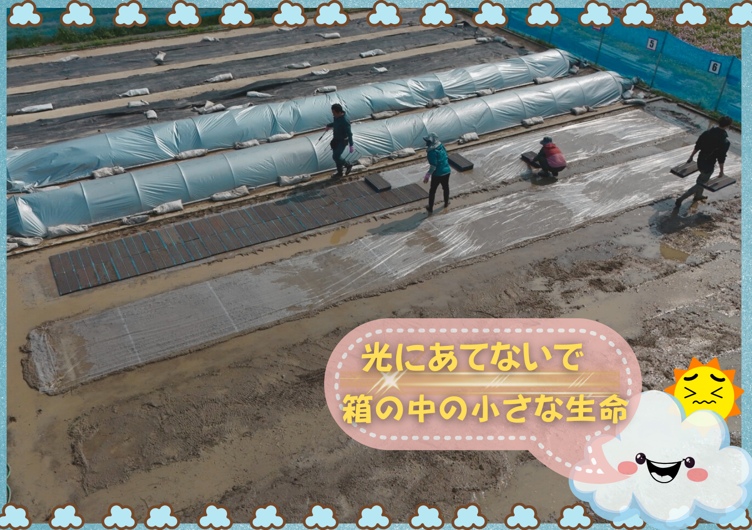 芽を守れ🌱赤ちゃん苗のお引越し大作戦‼