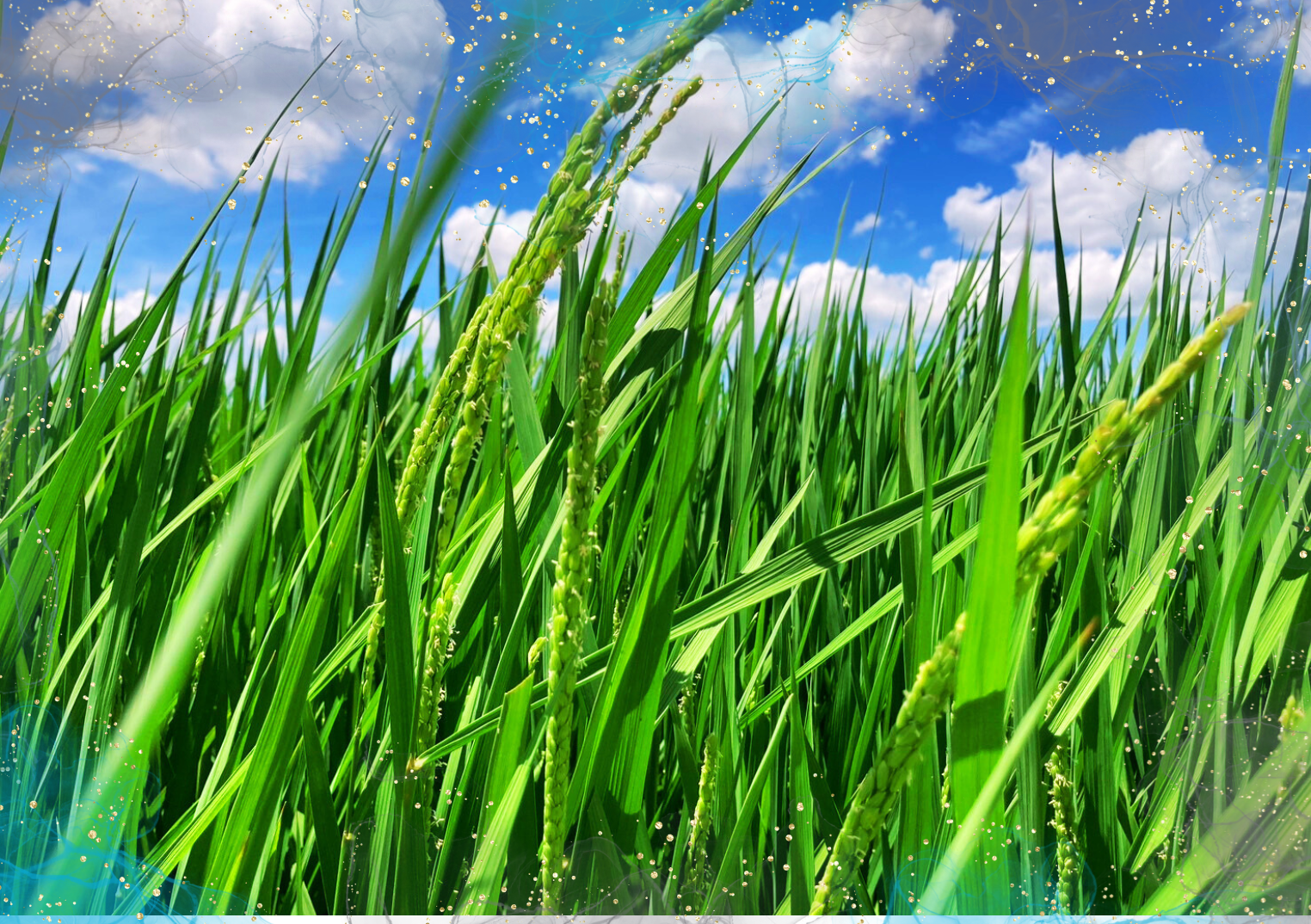 コシヒカリ🌾出穂はじまりましたヽ(^o^)丿