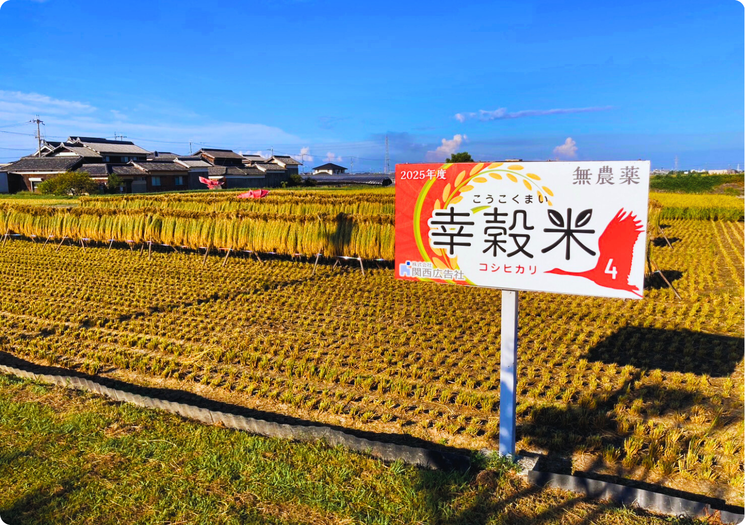 稲刈りはじまりました🌾🌾🌾