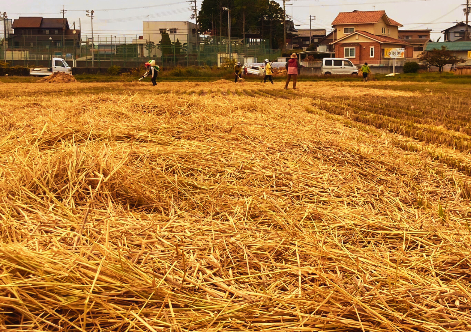 稲刈り後は、藁（笑）ちらし
