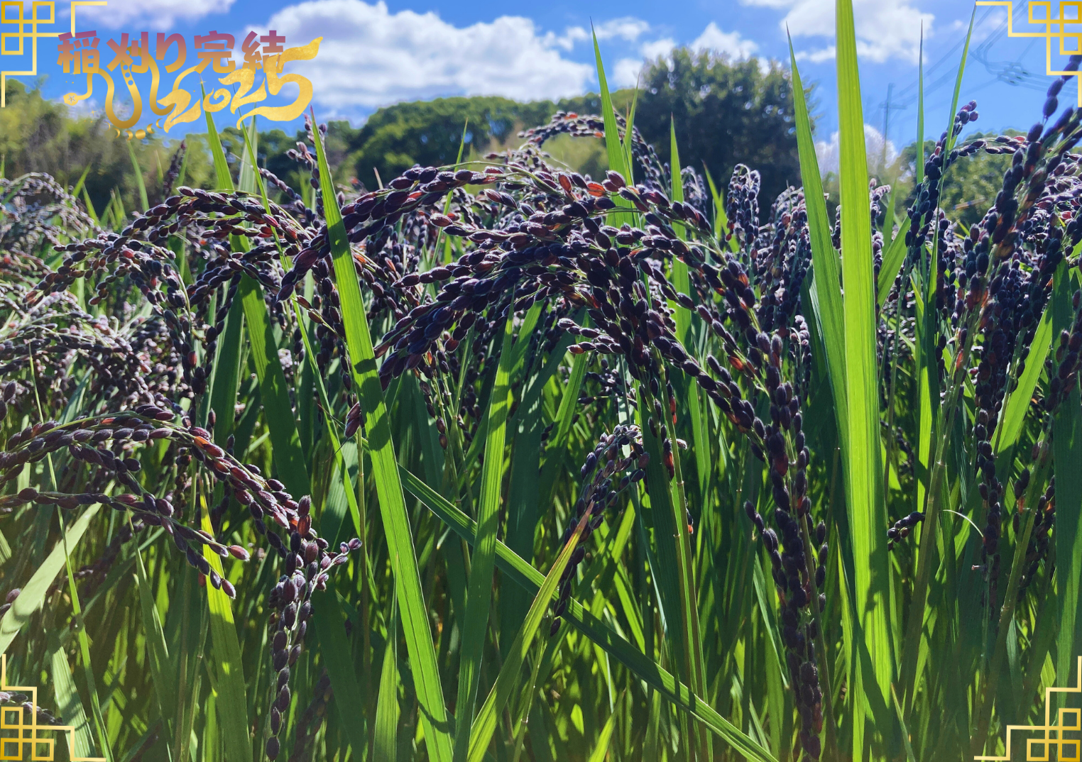 静かな田んぼ、秋の終わりに