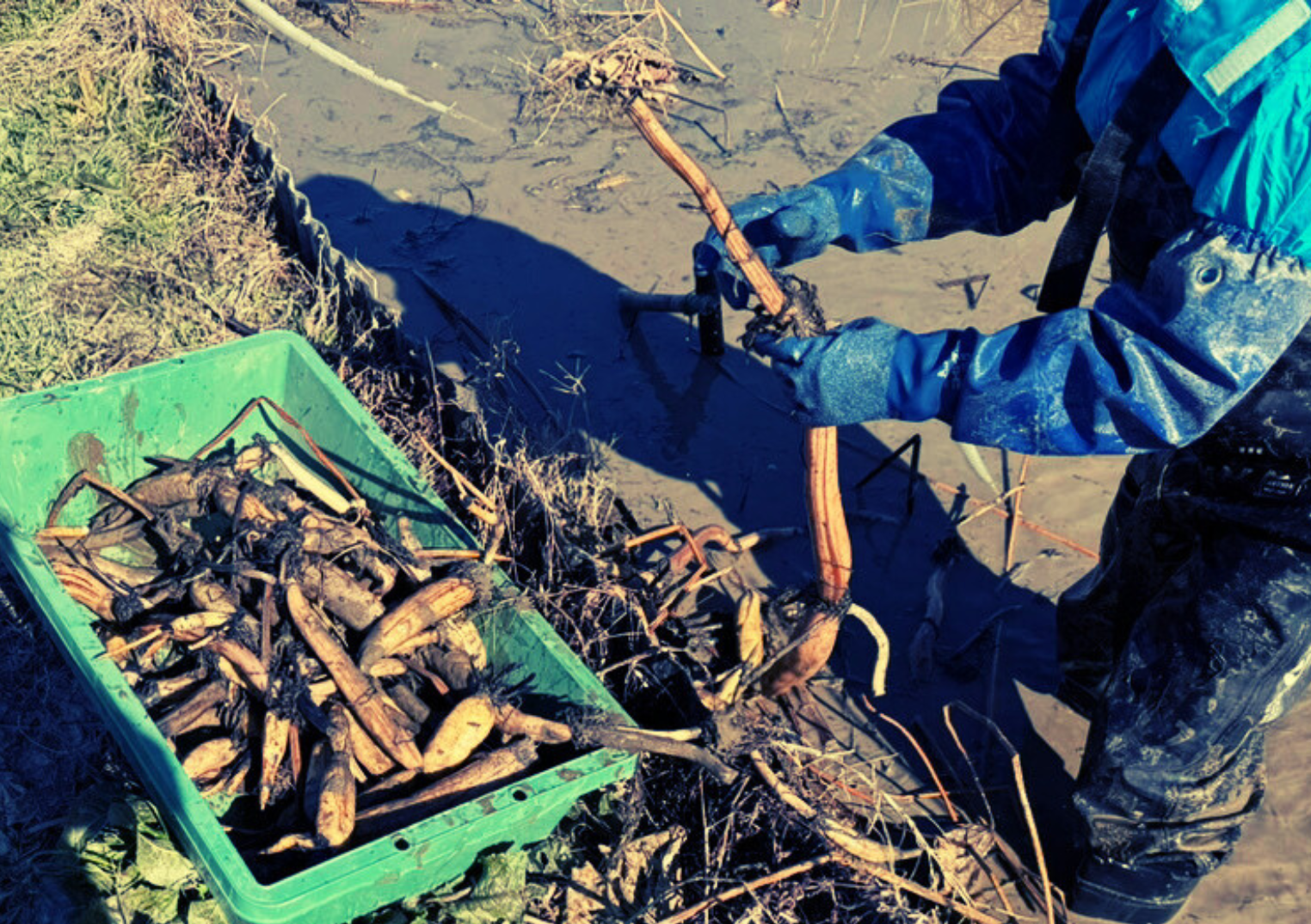 掘り当てろΣ(ﾟДﾟ)泥の中の宝もの。
