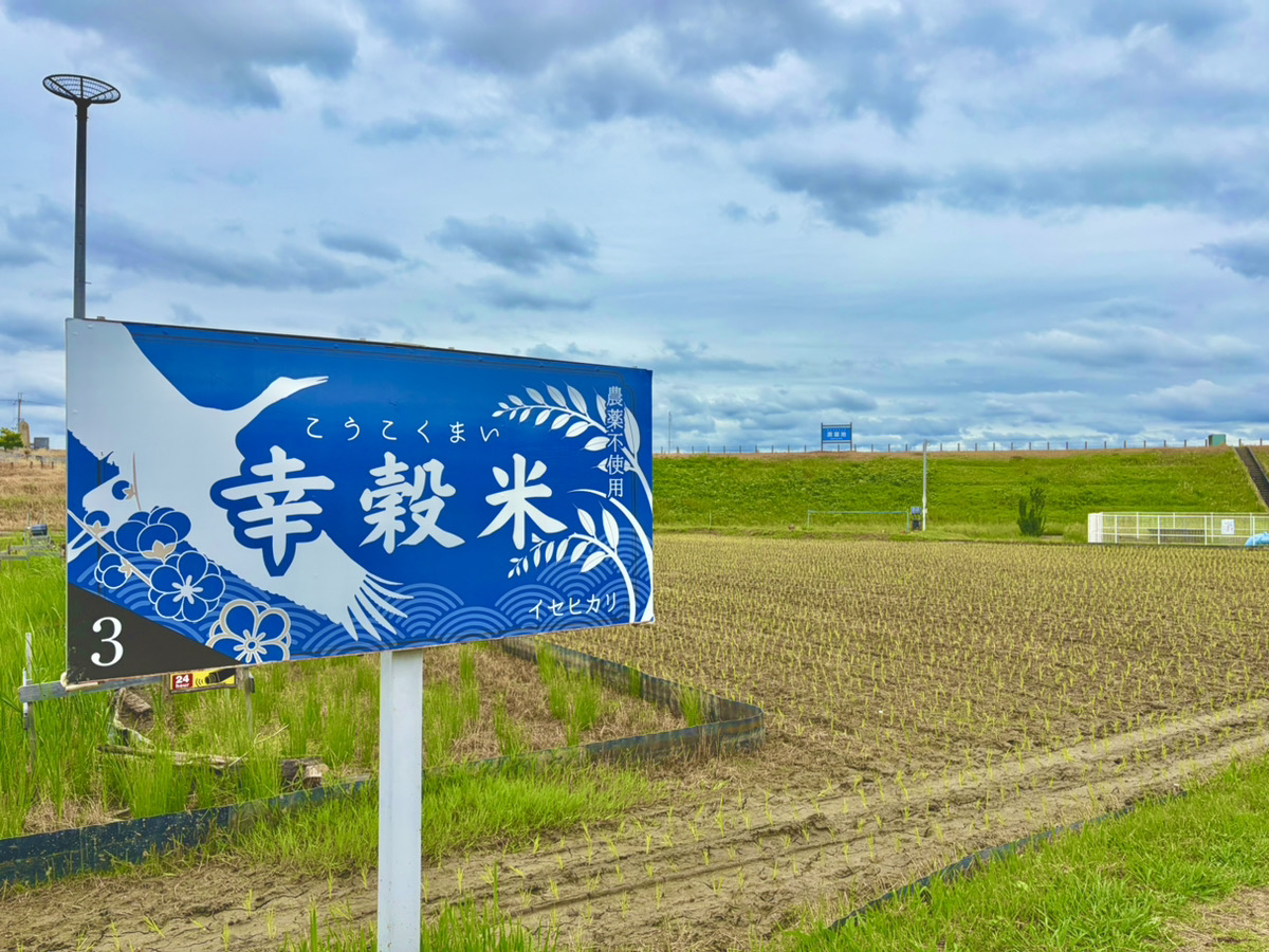 イセヒカリの田植えが始まりました！