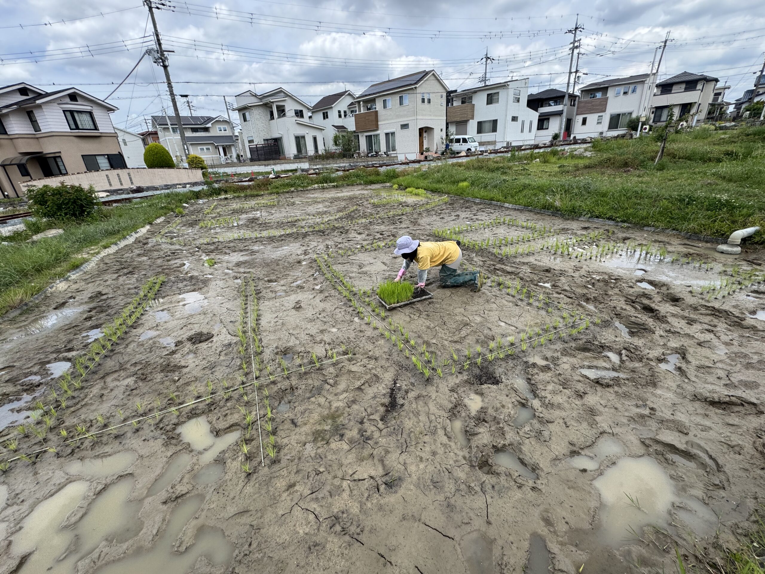 ビオトープ圃場田植え　幻のお米「農林48号」とは